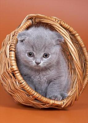 Can I come?