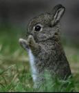 rabbit