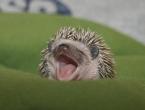 hedgehog