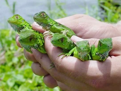 iguana