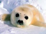 seal