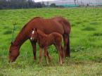 horse