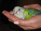 parrot