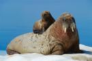 walrus