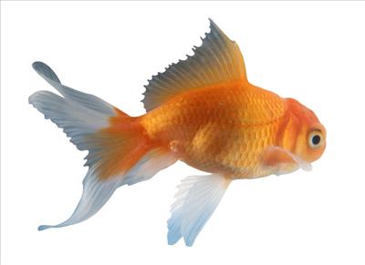 gold fish