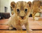 baby lion