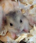 hamster