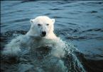 polar bear