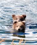 baby bear