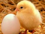 cute chicky