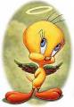 angel 24