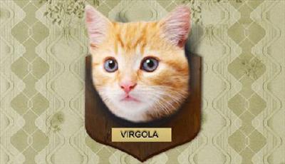 Gatto Virgola