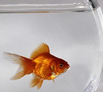 Pesce Rosso