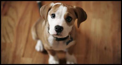 Cagnolino