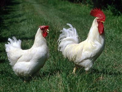 Pollo Amadori
