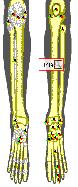 Tibia