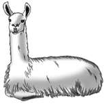 Llama