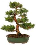 Bonsai tree