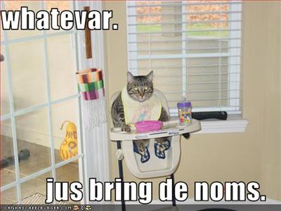 Bib Cat