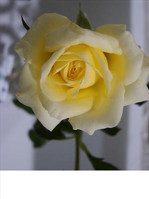 Thornless rose