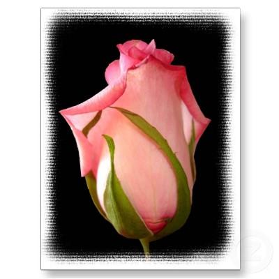 Pink rosebud
