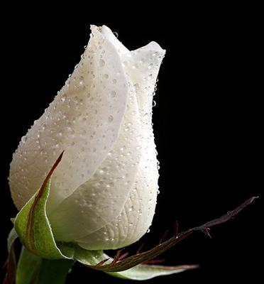 White Rosebud