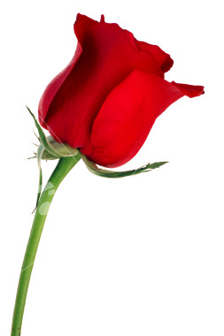 Single Red Rose