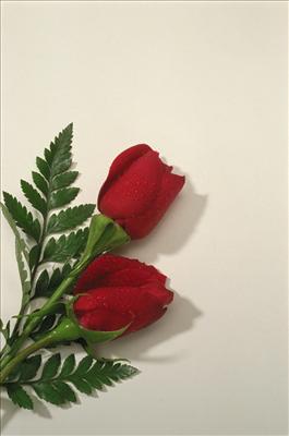 Two Roses Entwined