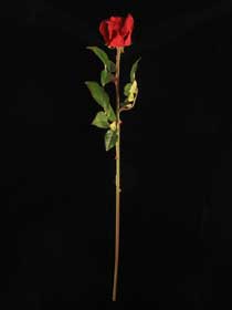 Red rosebud