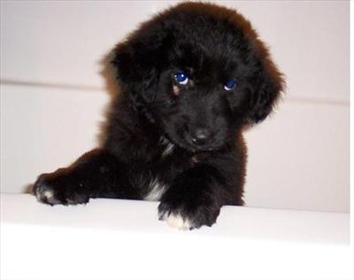 a dog