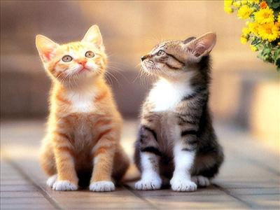 KEDİ