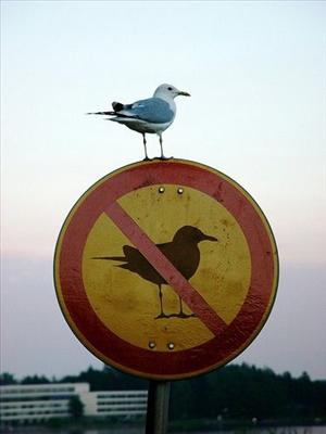 Tu es très Mouette aujourd'hui^^