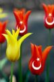 çiçek