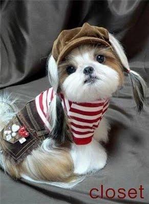 süslü köpek