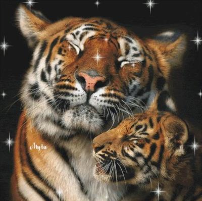 leopar