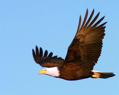kartal