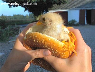 EKMEK ARASI CİVCİV