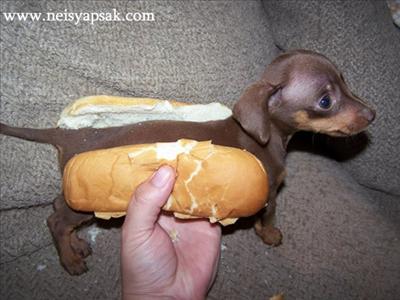 EKMEK ARASI KÖPEK
