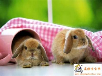 Pink cup Bunny