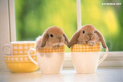 Yellow cup bunny