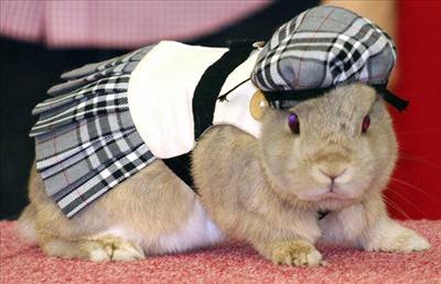 Fashion Bunny