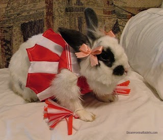 Autum Bunny