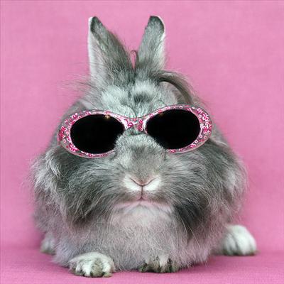 Summer bunny