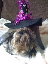 Witch Bunny