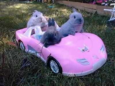 Driving bunnies