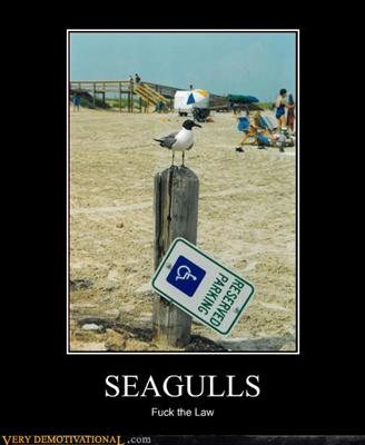 Seagulls
