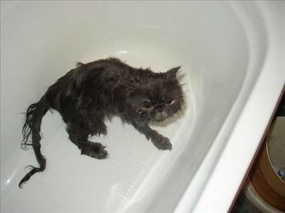Wet, Ticked Off Kitty