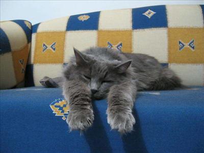 One Tired Kitty
