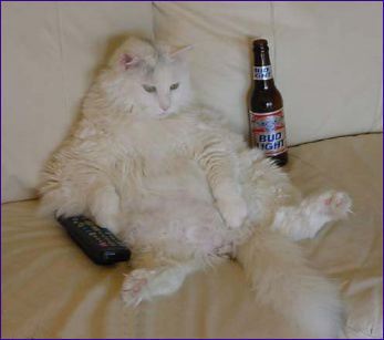 I'm Lazy Today