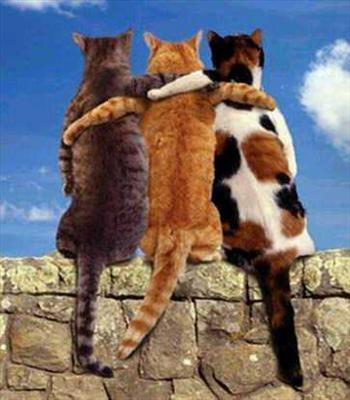 Friends